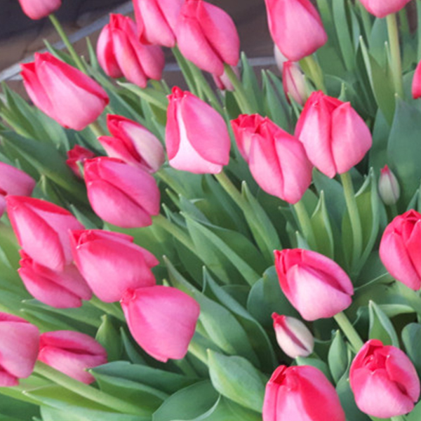 Schnittblumenproduktion